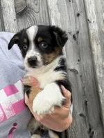Boone, a male Pembroke Welsh Corgi and Miniature Australian Shepherd for sale in Rural Retreat, VA – Photo 3 of 4