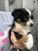 Boone, a male Pembroke Welsh Corgi and Miniature Australian Shepherd for sale in Rural Retreat, VA – Photo 2 of 4