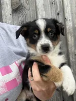 Boone, a male Pembroke Welsh Corgi and Miniature Australian Shepherd for sale in Rural Retreat, VA – Photo 4 of 4