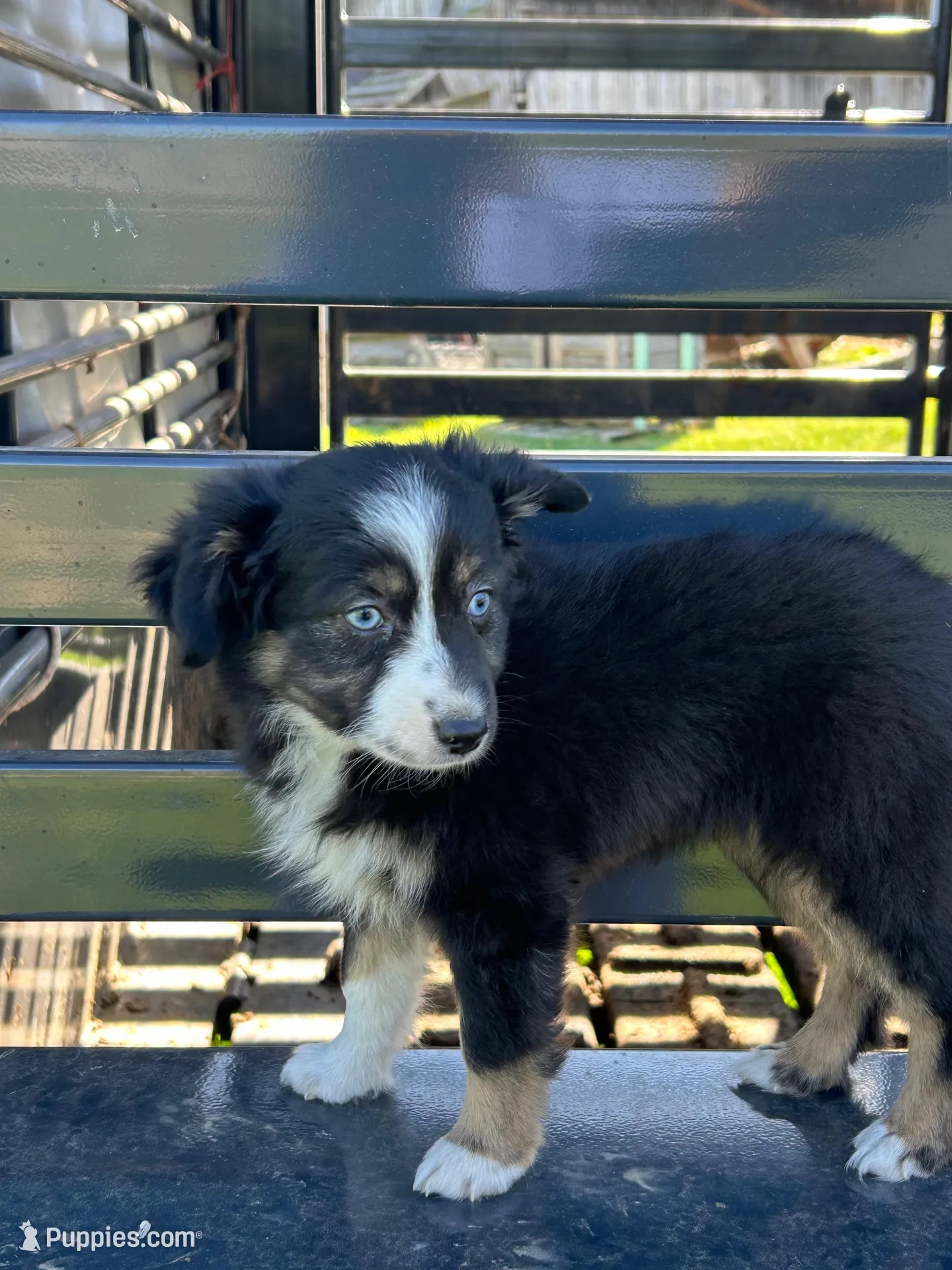 Zoey, a female Toy Australian Shepherd for sale in Rural Retreat, VA – 1 of 5