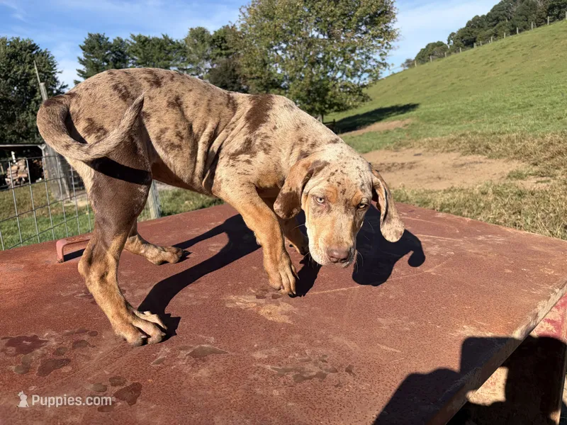 Chuckie – Catahoula Leopard Dog puppy for sale in Rural Retreat, VA