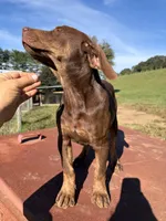 June, a female Catahoula Leopard Dog for sale in Rural Retreat, VA – 2 of 3