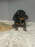 Ladybug, a female Miniature Dachshund for sale in Rural Retreat, VA – 3 of 7