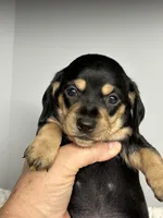 Roxy, a female Miniature Dachshund for sale in Rural Retreat, VA – 4 of 5