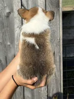 Rusty, a male Pembroke Welsh Corgi for sale in Rural Retreat, VA – 3 of 4