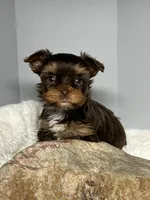 Bailey, a female Yorkshire Terrier for sale in Rural Retreat, VA – 2 of 4