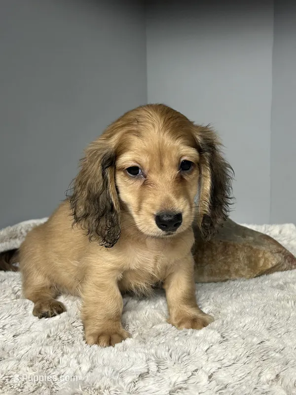 Simba – Miniature Dachshund puppy for sale in Rural Retreat, VA