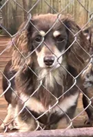 Jack, a male Miniature Dachshund for sale in Rural Retreat, VA – 6 of 7