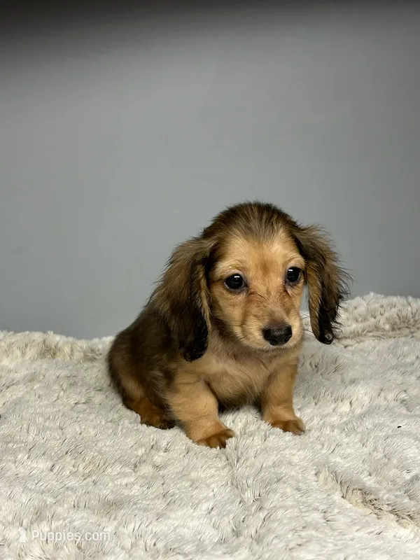 Shady – Miniature Dachshund puppy for sale in Rural Retreat, VA