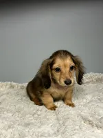Shady, a male Miniature Dachshund for sale in Rural Retreat, VA – 1 of 6