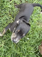 Buck, a male Catahoula Leopard Dog for sale in Rural Retreat, VA – 4 of 4