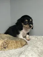 Precious, a female Miniature Dachshund for sale in Rural Retreat, VA – 2 of 6