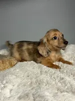 Nolan, a male Miniature Dachshund for sale in Rural Retreat, VA – 3 of 7