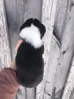 Amazon, a female Pembroke Welsh Corgi for sale in Rural Retreat, VA – Photo 3 of 5