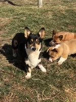 Amazon, a female Pembroke Welsh Corgi for sale in Rural Retreat, VA – Photo 5 of 5