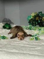 Doodles, a male Miniature Dachshund for sale in Rural Retreat, VA – Photo 5 of 6