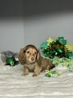 Doodles, a male Miniature Dachshund for sale in Rural Retreat, VA – Photo 1 of 6