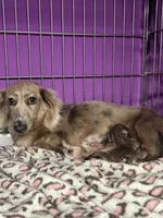 Doodles, a male Miniature Dachshund for sale in Rural Retreat, VA – Photo 6 of 6
