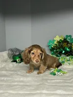 Doodles, a male Miniature Dachshund for sale in Rural Retreat, VA – Photo 2 of 6