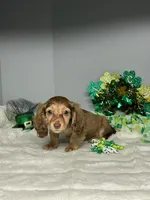Doodles, a male Miniature Dachshund for sale in Rural Retreat, VA – Photo 3 of 6
