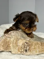 Benny, a male Yorkshire Terrier for sale in Rural Retreat, VA – 3 of 5