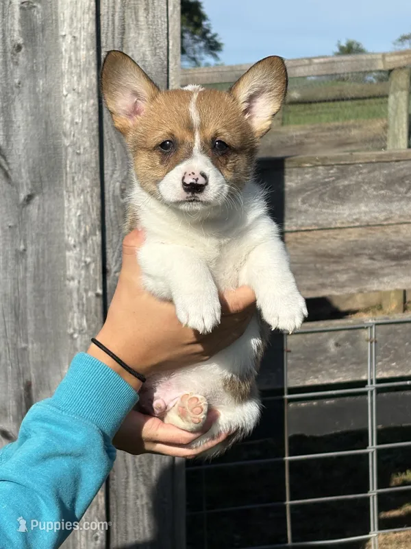 Rusty – Pembroke Welsh Corgi puppy for sale in Rural Retreat, VA