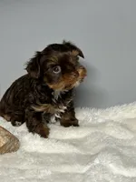 Brock , a male Yorkshire Terrier for sale in Rural Retreat, VA – 4 of 4