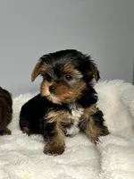 Bella, a female Yorkshire Terrier for sale in Rural Retreat, VA – 5 of 5