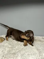 Pete, a male Miniature Dachshund for sale in Rural Retreat, VA – 4 of 5