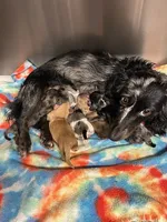 Peaches, a female Miniature Dachshund for sale in Rural Retreat, VA – 7 of 8