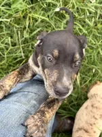 Buck, a male Catahoula Leopard Dog for sale in Rural Retreat, VA – 2 of 4