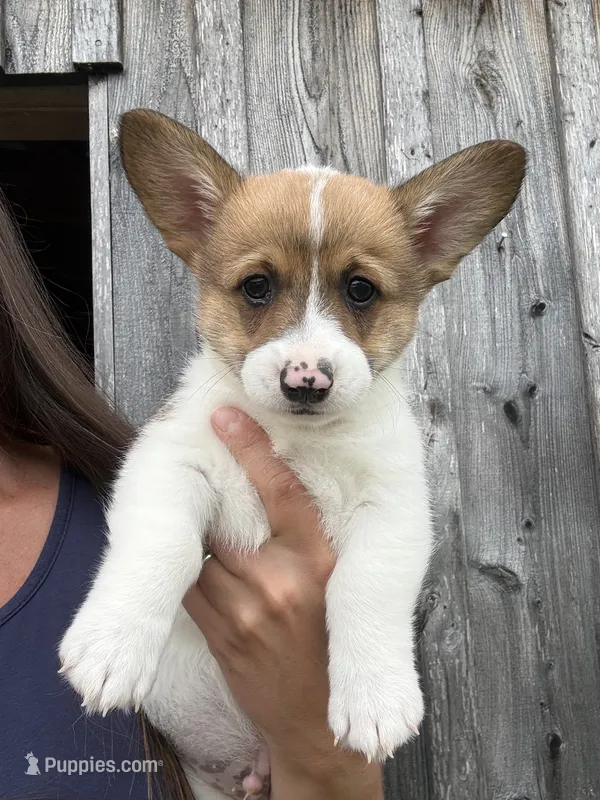 Rusty – Pembroke Welsh Corgi puppy for sale in Rural Retreat, VA