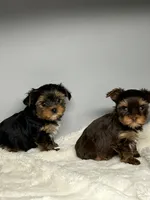 Bella, a female Yorkshire Terrier for sale in Rural Retreat, VA – 4 of 5