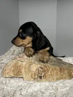 Roxy, a female Miniature Dachshund for sale in Rural Retreat, VA – 2 of 5