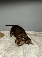 Pete, a male Miniature Dachshund for sale in Rural Retreat, VA – 3 of 5