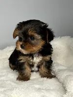 Bella, a female Yorkshire Terrier for sale in Rural Retreat, VA – 3 of 5