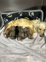 Mufasa, a male Miniature Dachshund for sale in Rural Retreat, VA – 5 of 8