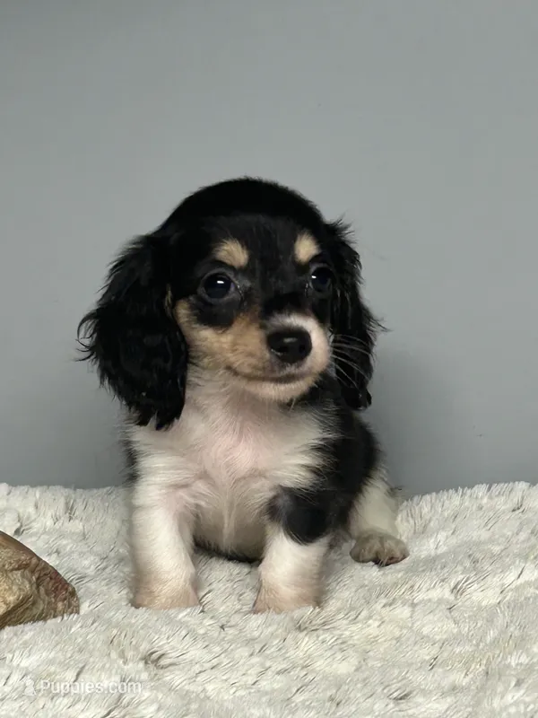 Precious – Miniature Dachshund puppy for sale in Rural Retreat, VA