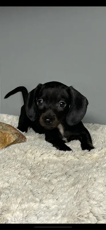 Coal – Miniature Dachshund puppy for sale in Rural Retreat, VA