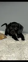 Coal, a male Miniature Dachshund for sale in Rural Retreat, VA – 1 of 7