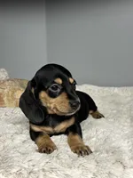 Roxy, a female Miniature Dachshund for sale in Rural Retreat, VA – 3 of 5