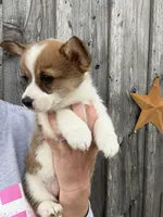 FedEx, a female Pembroke Welsh Corgi for sale in Rural Retreat, VA – Photo 4 of 4
