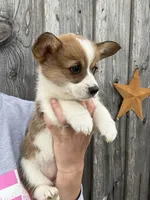 FedEx, a female Pembroke Welsh Corgi for sale in Rural Retreat, VA – Photo 3 of 4