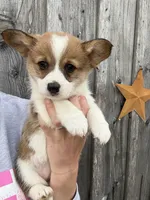 FedEx, a female Pembroke Welsh Corgi for sale in Rural Retreat, VA – Photo 1 of 4