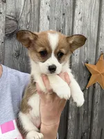 FedEx, a female Pembroke Welsh Corgi for sale in Rural Retreat, VA – Photo 2 of 4
