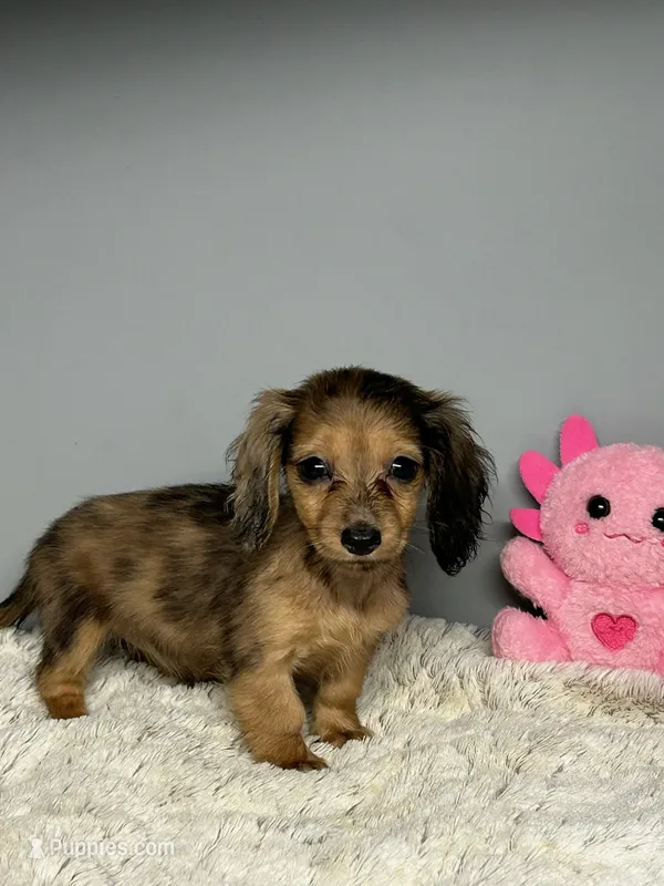 Bonnie – Miniature Dachshund puppy for sale in Rural Retreat, VA