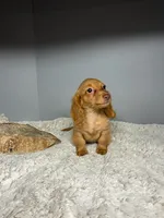 Peaches, a female Miniature Dachshund for sale in Rural Retreat, VA – 2 of 8