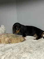 Jack, a male Miniature Dachshund for sale in Rural Retreat, VA – 5 of 7