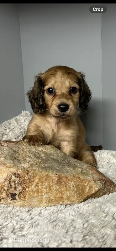 Simba – Miniature Dachshund puppy for sale in Rural Retreat, VA