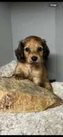 Simba, a male Miniature Dachshund for sale in Rural Retreat, VA – 1 of 8